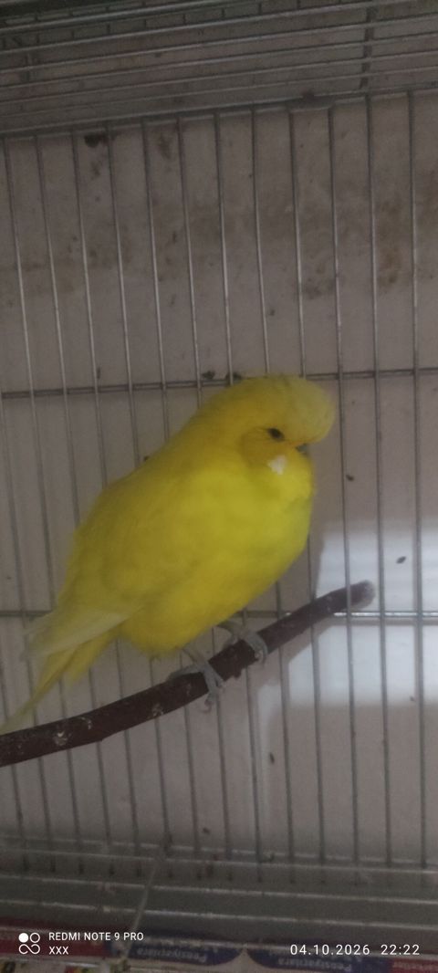 Sarı rəngli saçaqlı kanareyka (crested kanary) - Tamamilə parlaq sarı — Mehdiabad