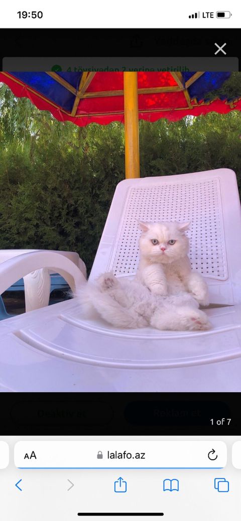 Şotland uzun tüklü, Erkək, Cütləşmə üçün — Bakı