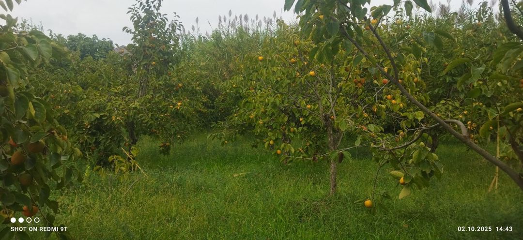 15 sot torpaq sahəsi, Ağdaş r — Torpaq, Ağdaş (9)