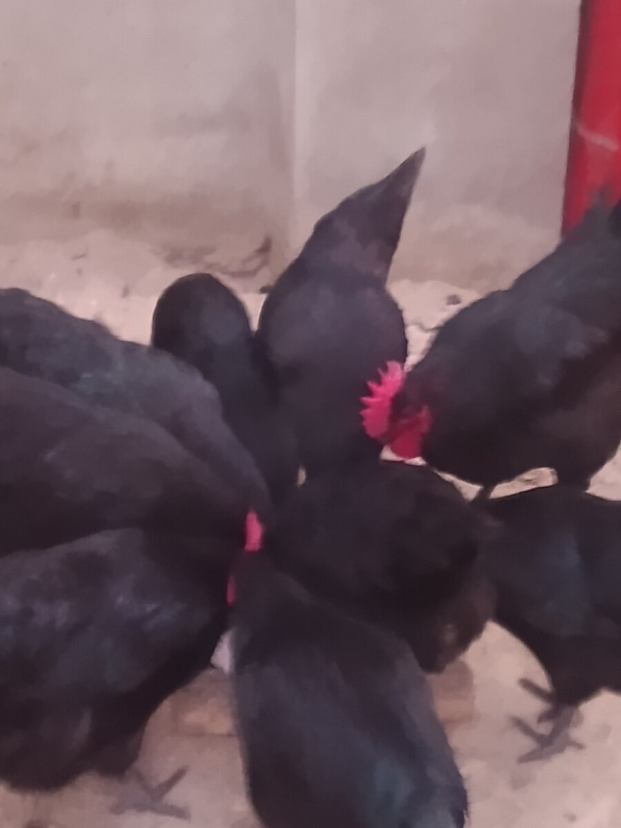 Avstralorp toyuqları və xoruzları — Quşlar, Bakı (2)