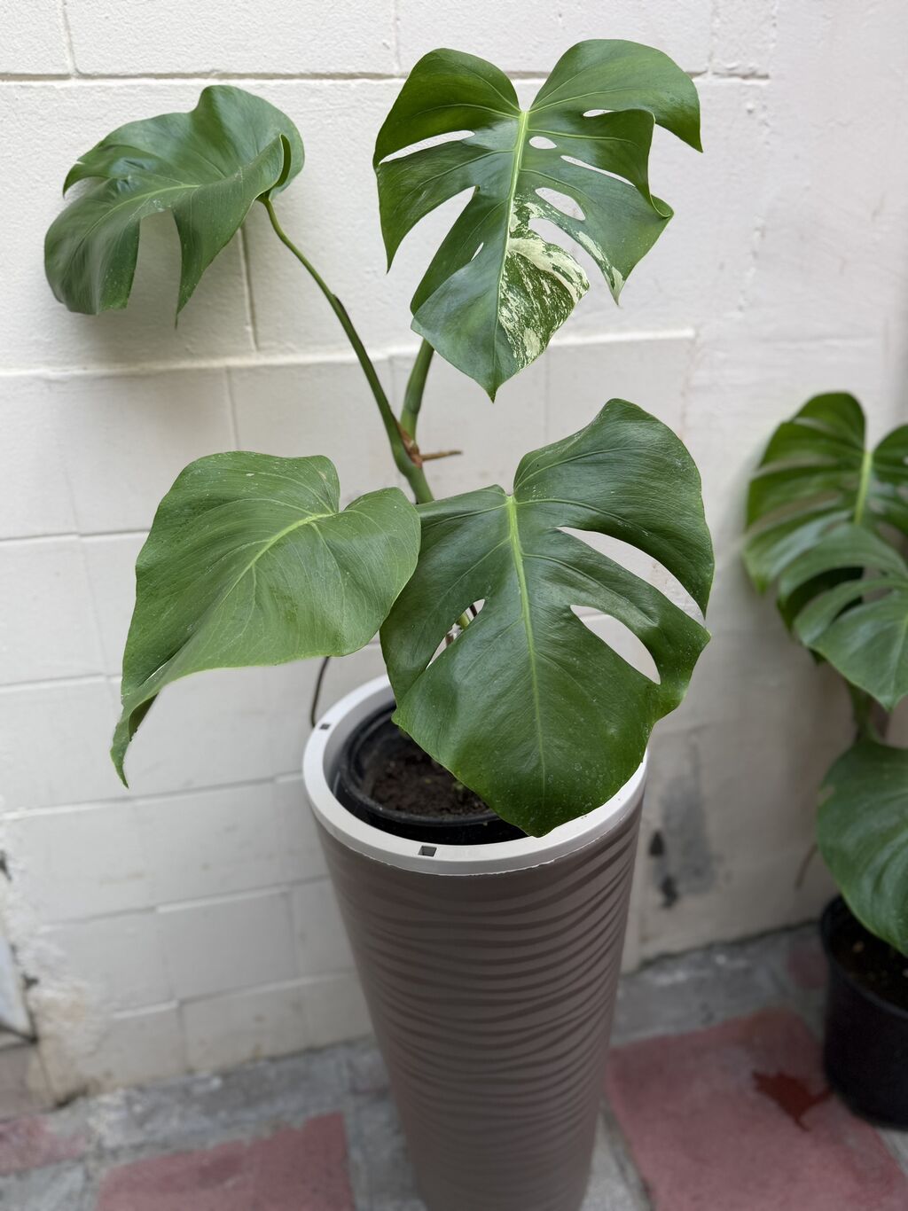 Monstera qiymət 15-25-30azn. Çatdırılma Şamaxinka. Ünvana boltla — Qapı bitkələri, Masazır (3)
