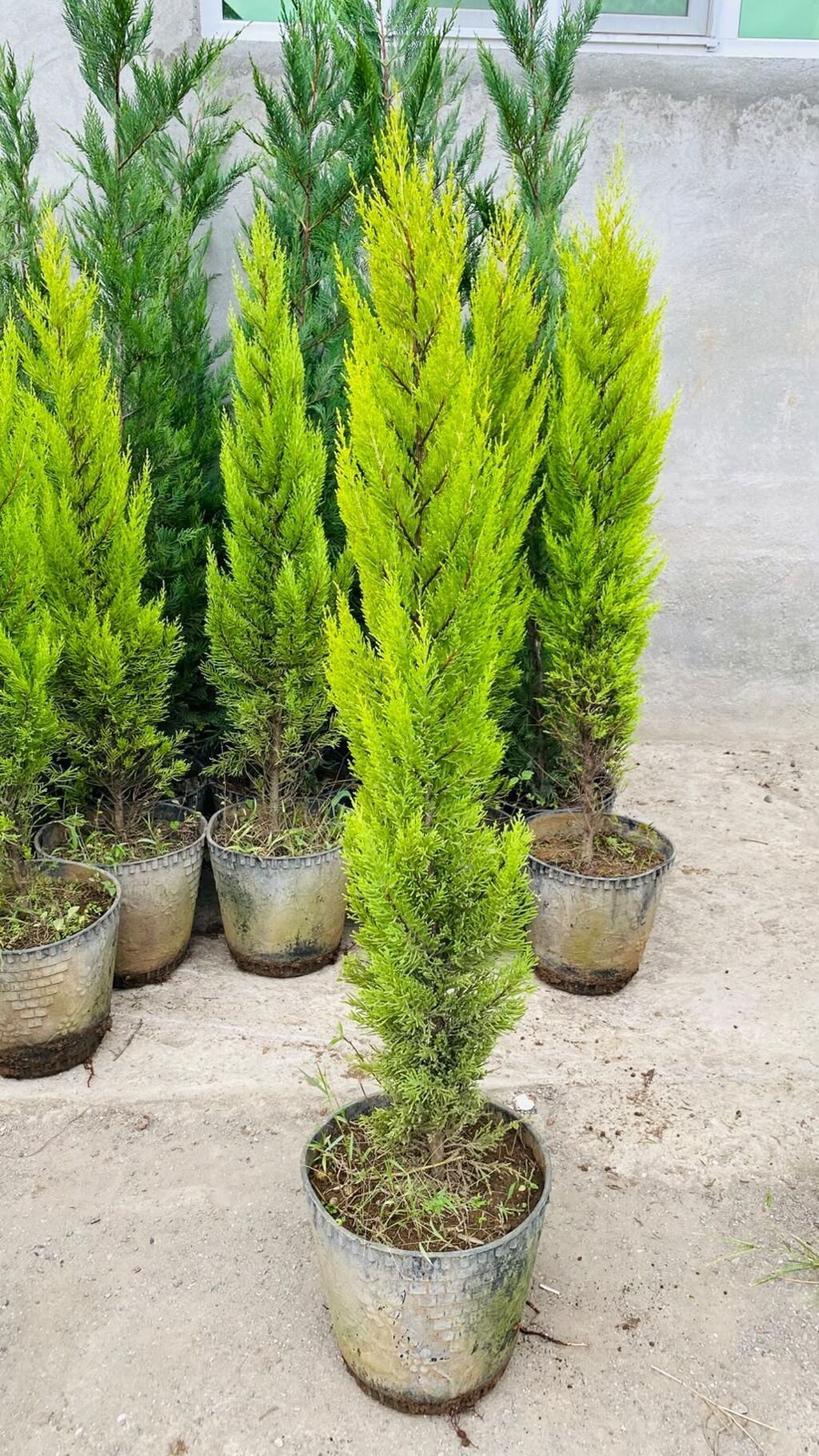 Thuja “Golden Smaragd” (qızılı-yaşıl iynəyarpaq kolu) – qapda - Bitki — Bitkilər, Astara (3)