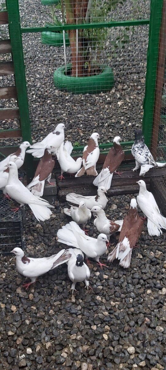 Göyərçinlər — Quşlar, Bakı (6)
