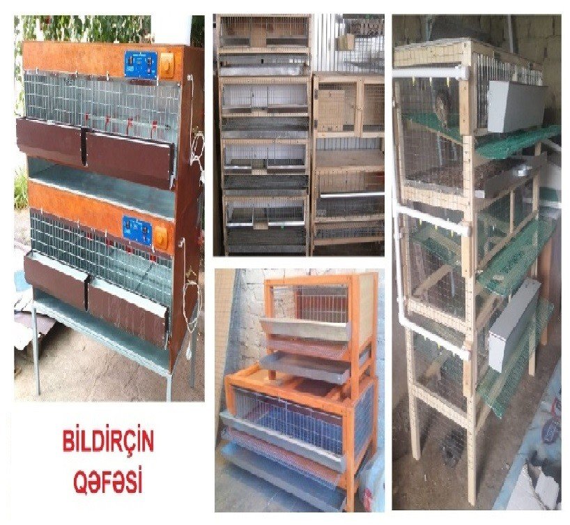 Cücə üçün Bruder. Toyuq Hini — Tibbi avadanlıqlar, Bakı (7)