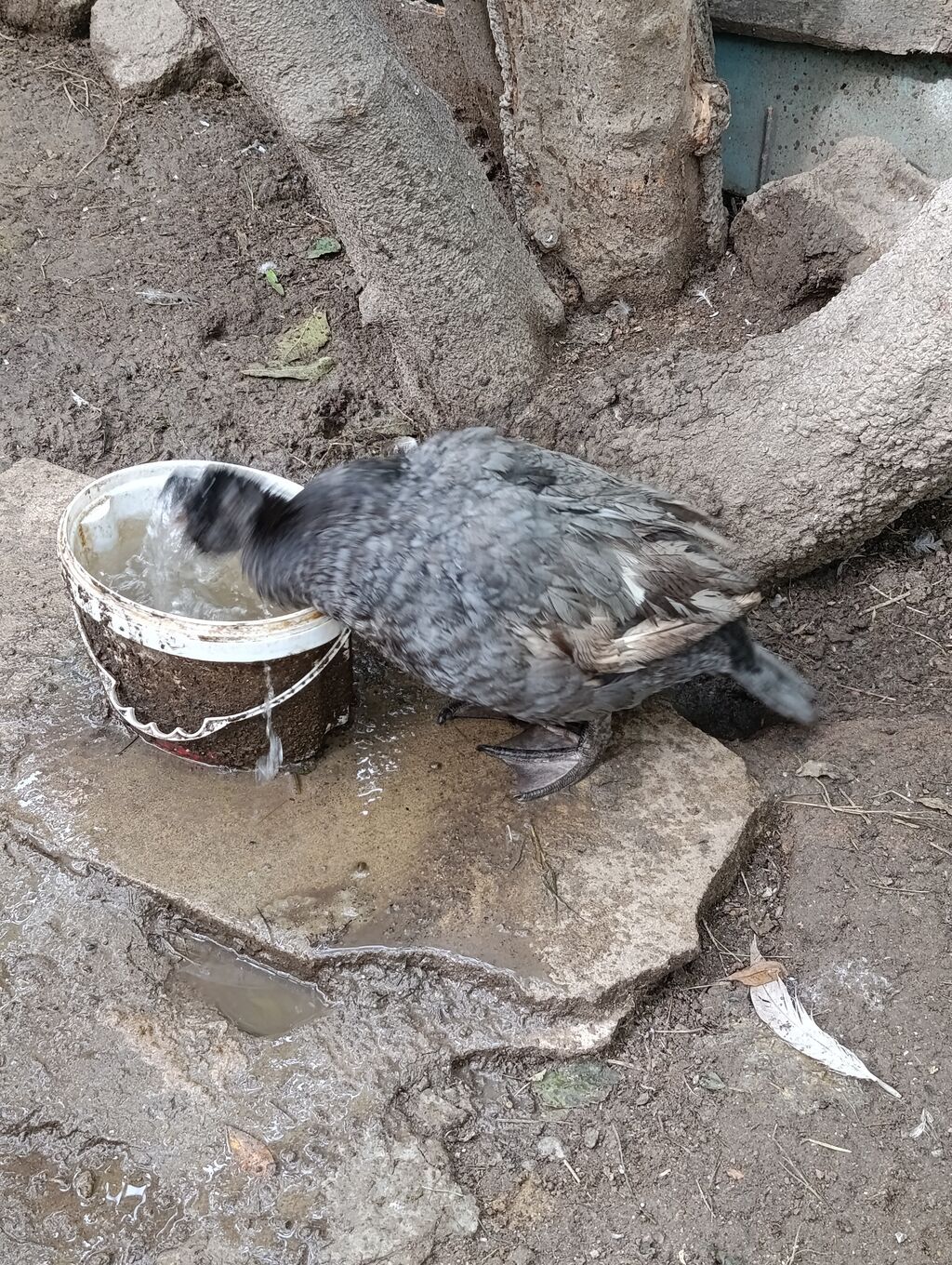 Lal Ordək Dişi. 2 ədəd. Mirvari. Macar. Sort. yumurtaya düşəcək. Cütu — Digərləri, Digah (3)