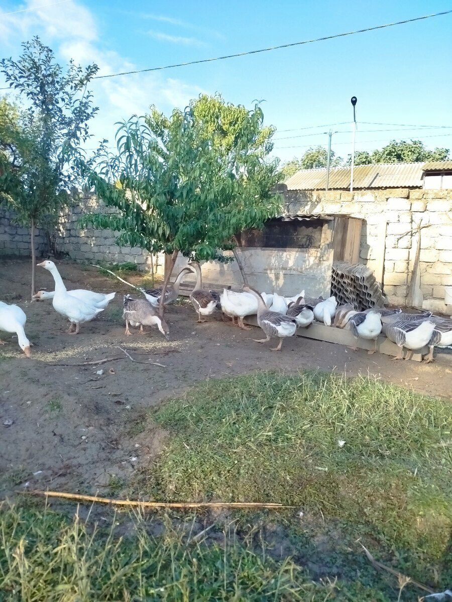 Qazlar — Quşlar, Mingəçevir (3)