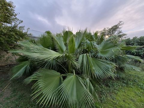 Mexikan Fan Xurması (Washingtonia robusta) – iri ölçülü, çoxgövdəli — Bakı