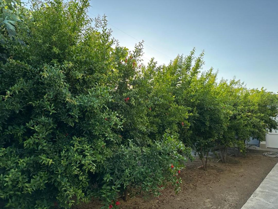 Satılır 5 otaqlı həyət evi/bağ evi 200 m² — Ev, villa, Bakı (7)