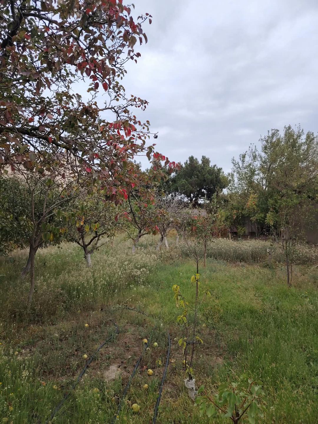 Satış: Torpaq, 15 sot, Xəzər rayonu — Torpaq, Bakı (9)