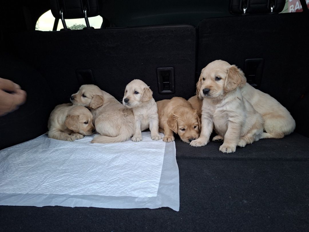 Golden Retriever — Köpəklər, Bakı (2)