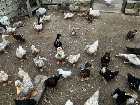 Satış: ördək sürüsü Məhsul təsviri: - Həyət şəraitində bəslənən — Digah