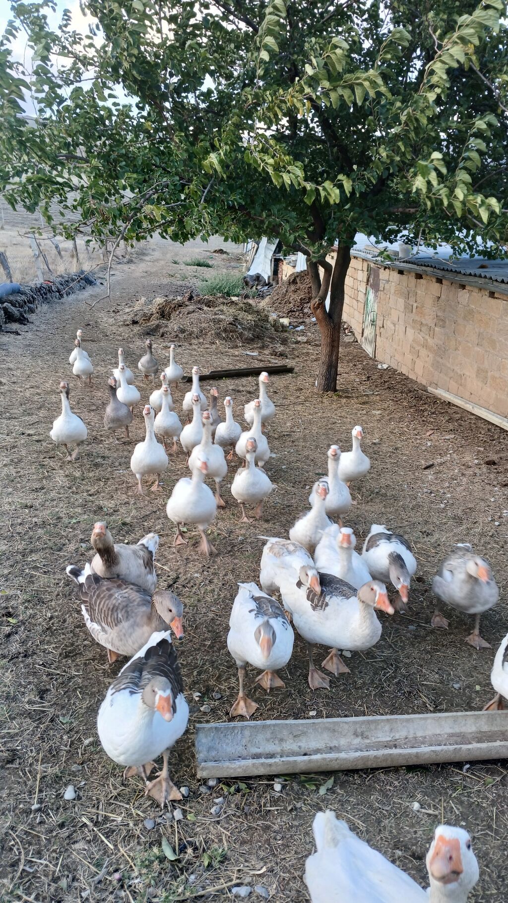 30 eded fere qazlar qubandan donme adi cir qaz deyil — Digərləri, Qobustan (2)