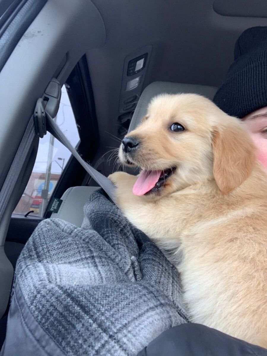 Golden Retriver — Köpəklər, Bakı (3)
