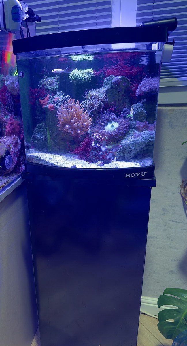 Akvarium — Akvariumlar və balıqlar, Bakı (2)