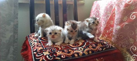 Şotland yastı qulaq, Yaxşı əllərə — Bakı