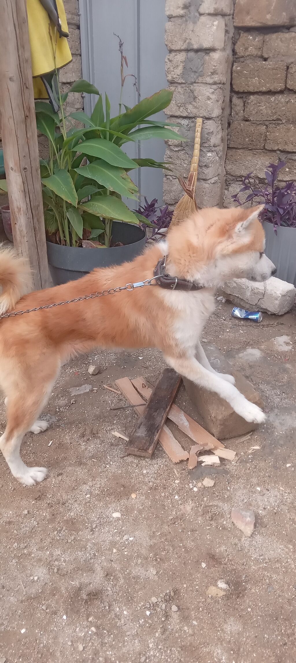 Akita-inu, 2 il, Erkək, Peyvəndli, Ünvandan götürmə — Köpəklər, Digah (3)