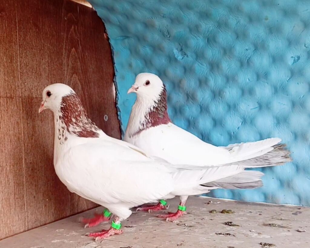 Maşallah olsun gördüyünüz ebresboyunlar satılır her ikisidə erkekdi — Göyərçin, Saatlı