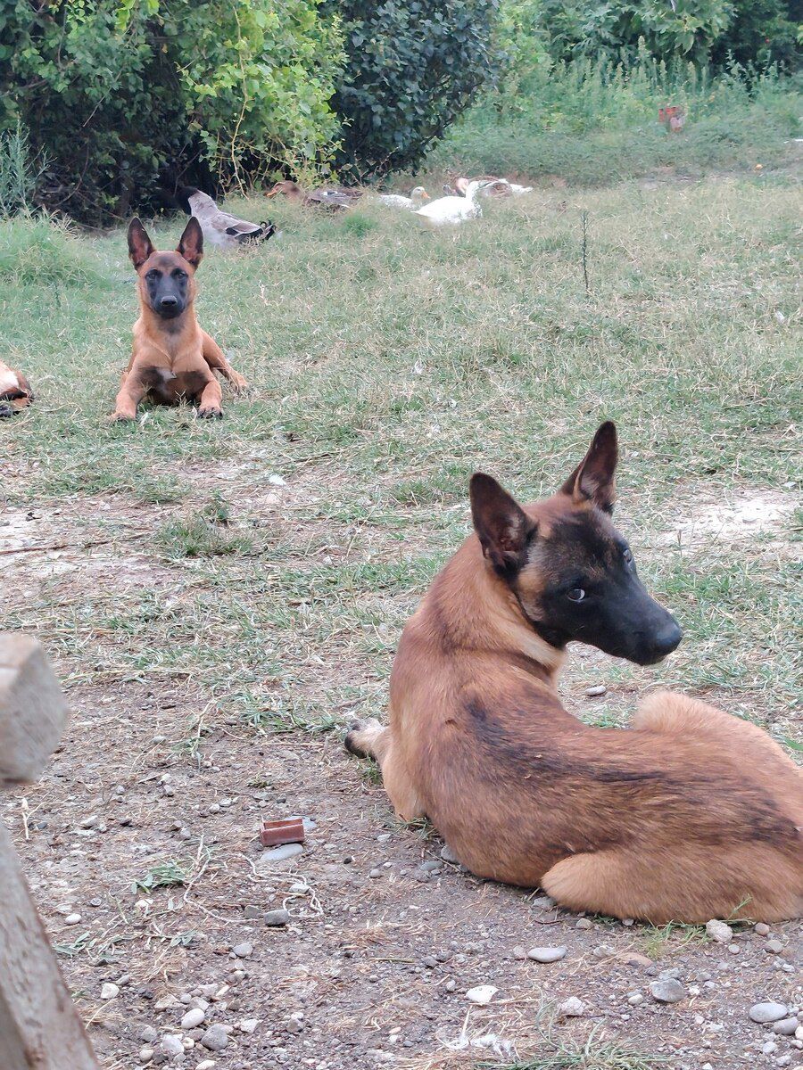 Belçika ovçarkası — Köpəklər, Bakı (11)