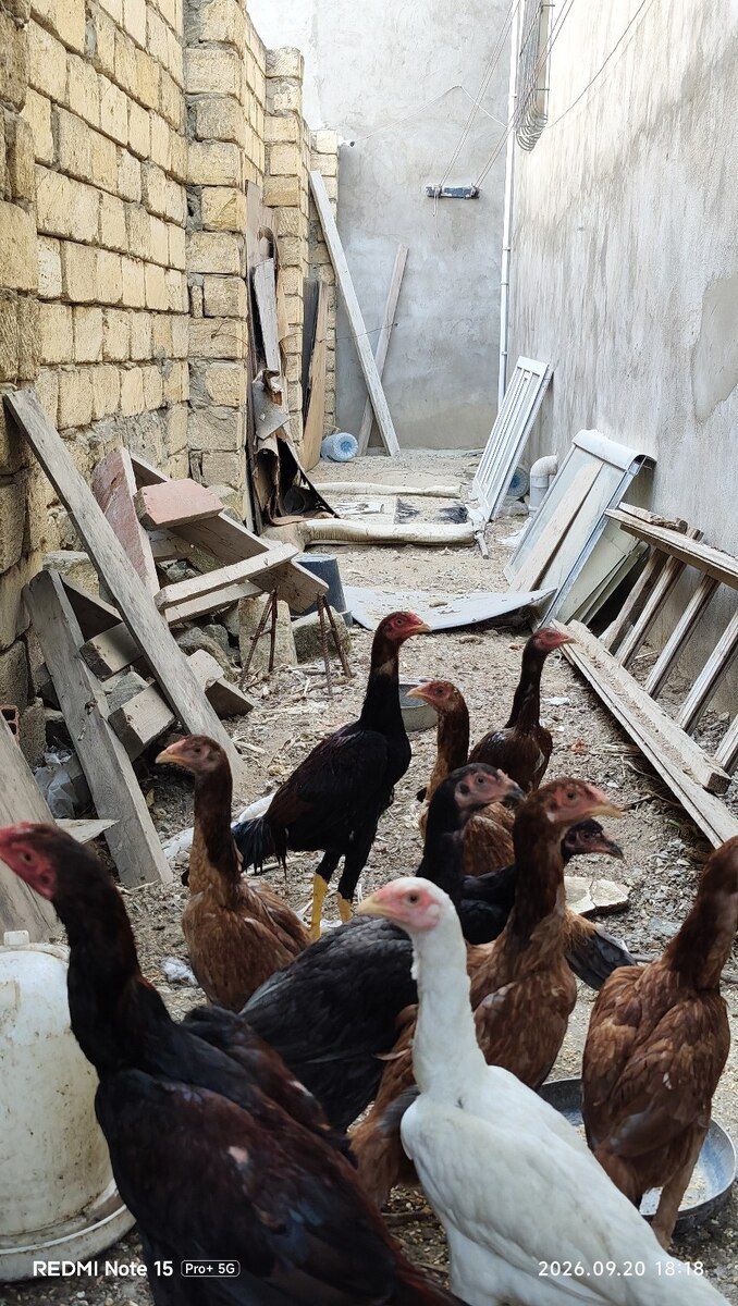 Heyratı becələr — Quşlar, Sumqayıt (2)