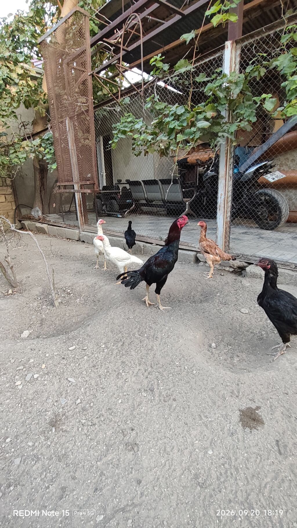 Idial qan bece ve fereler.2 dene 11 ayliq becedi.5 dene 11 ayliq — Toyuq və xoruz, Saray (5)