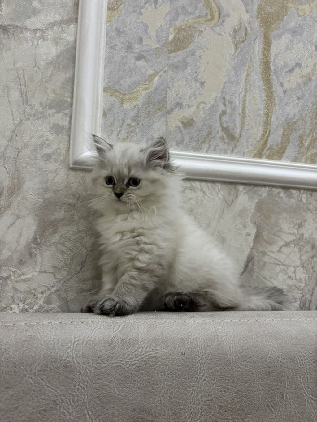 Qızıl şinşilla, Dişi, Yaxşı əllərə, Ünvandan götürmə, Pulsuz çatdırılma, Ödənişli çatdırılma — Pişiklər, Bakı (3)