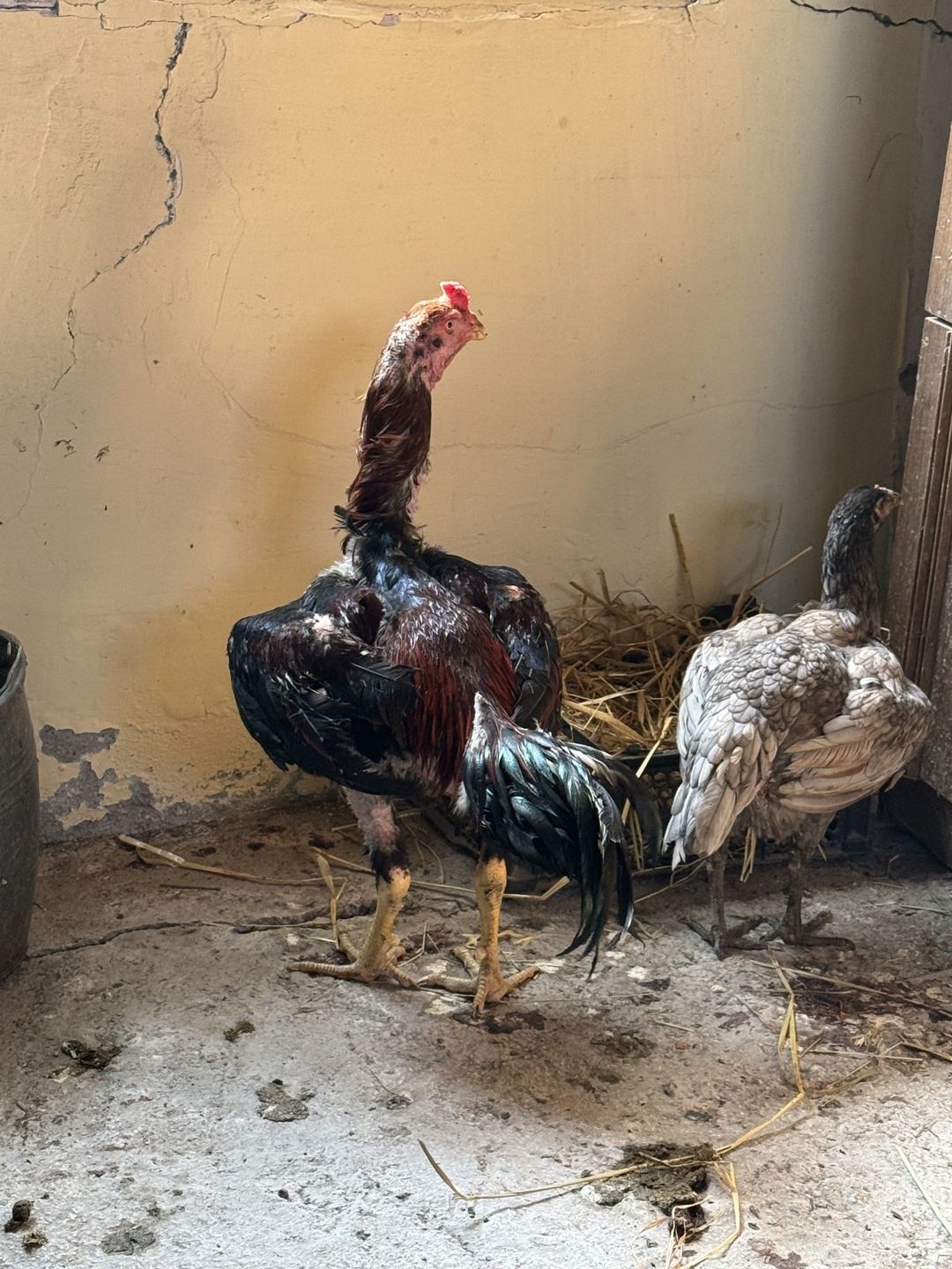 Heyratı — Quşlar, Masallı (2)