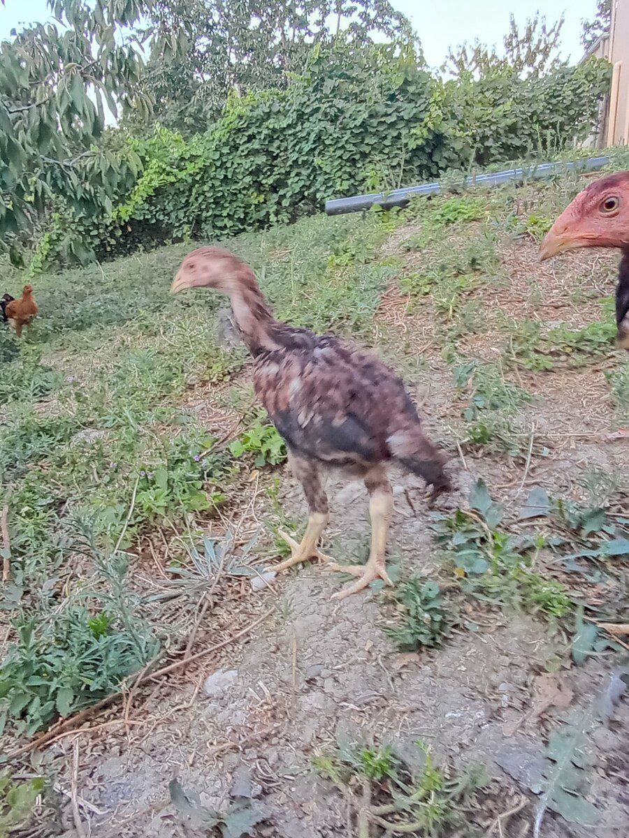 Heyratı beçələr — Quşlar, Şabran (10)