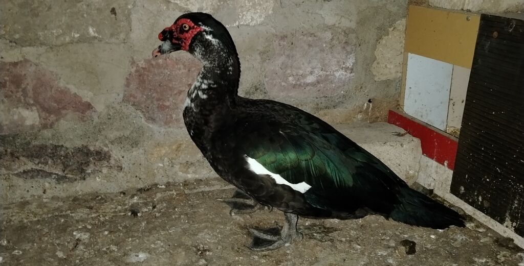 Erkək, Lal ördək, Ətlik, Ünvandan götürmə — Digərləri, Gəncə