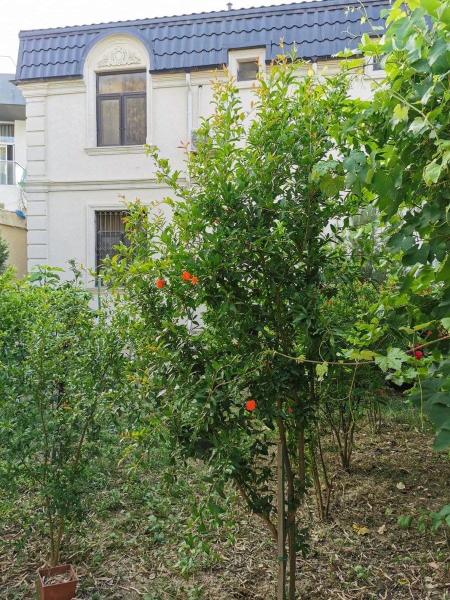 İcarəyə verilir 4 otaqlı həyət evi/bağ evi 300 m² — Ev, villa, Bakı (5)