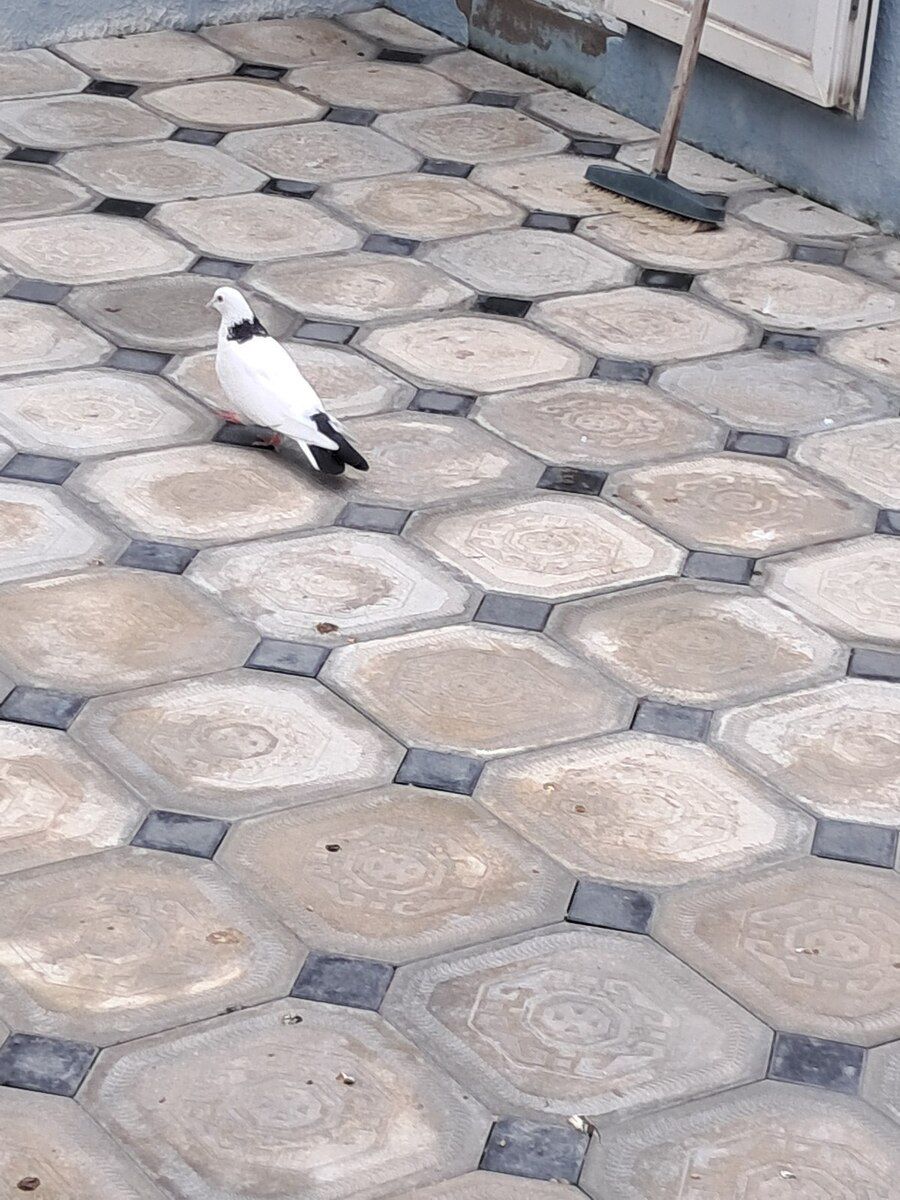 Göyərçinlər — Quşlar, Bakı (3)