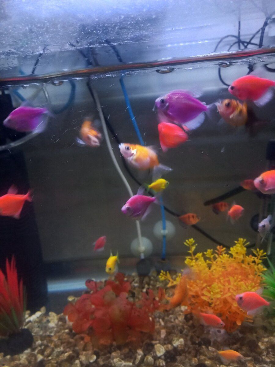 Oranda balığı — Akvariumlar və balıqlar, Sumqayıt (2)