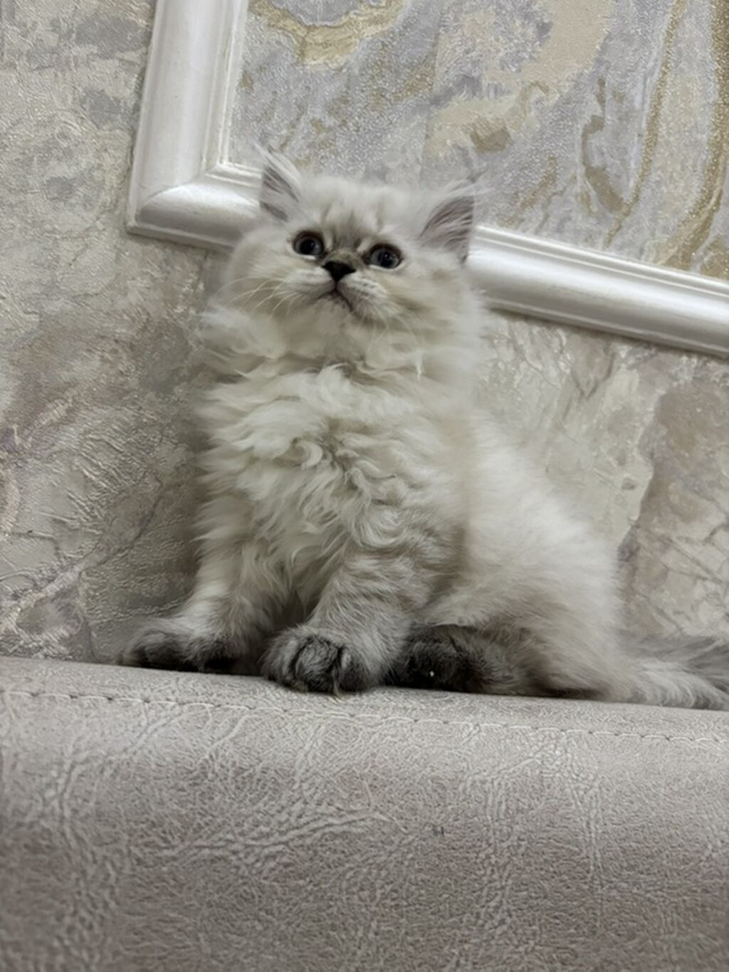 Qızıl şinşilla, Dişi, Yaxşı əllərə, Ünvandan götürmə, Pulsuz çatdırılma, Ödənişli çatdırılma — Pişiklər, Bakı
