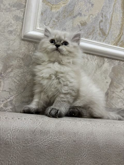 Qızıl şinşilla, Dişi, Yaxşı əllərə, Ünvandan götürmə, Pulsuz çatdırılma, Ödənişli çatdırılma — Bakı