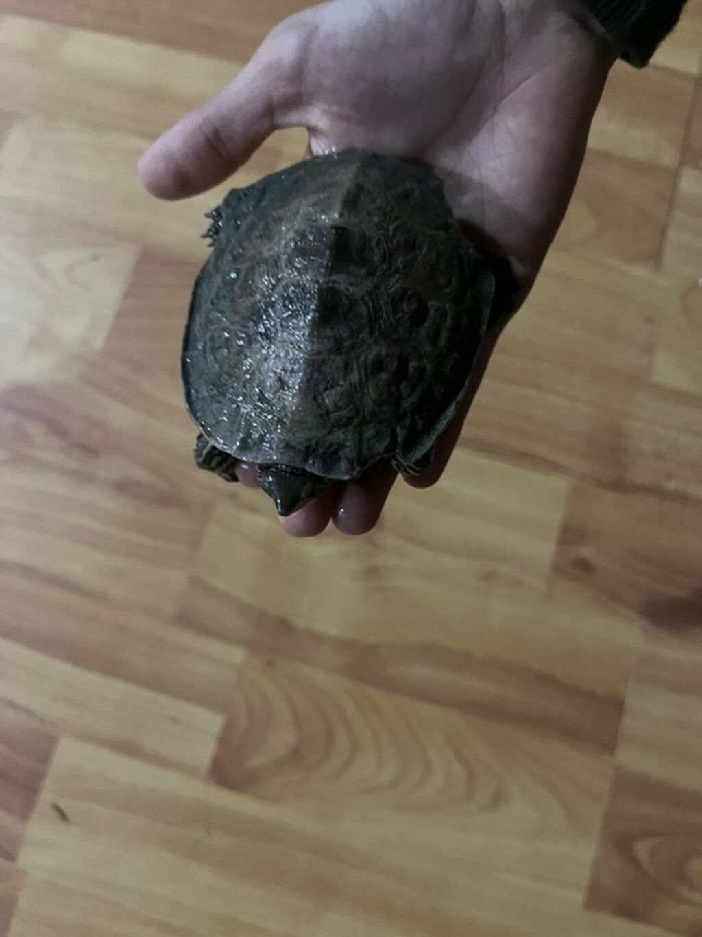Boş, 60 l, Pulsuz çatdırılma — Akvariumlar və balıqlar, Digah