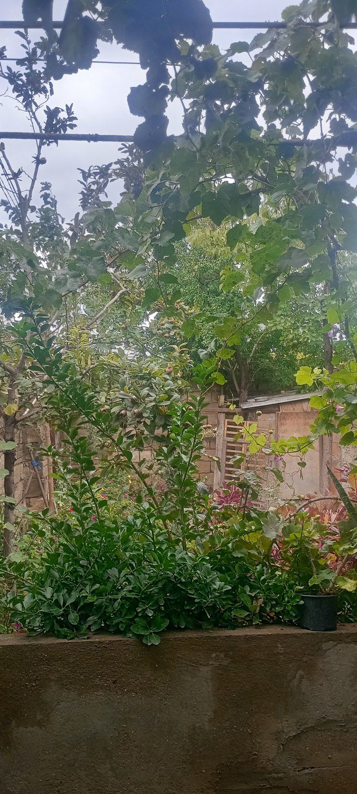 Satılır 3 otaqlı həyət evi/bağ evi 110 m² — Ev, villa, Bakı (4)