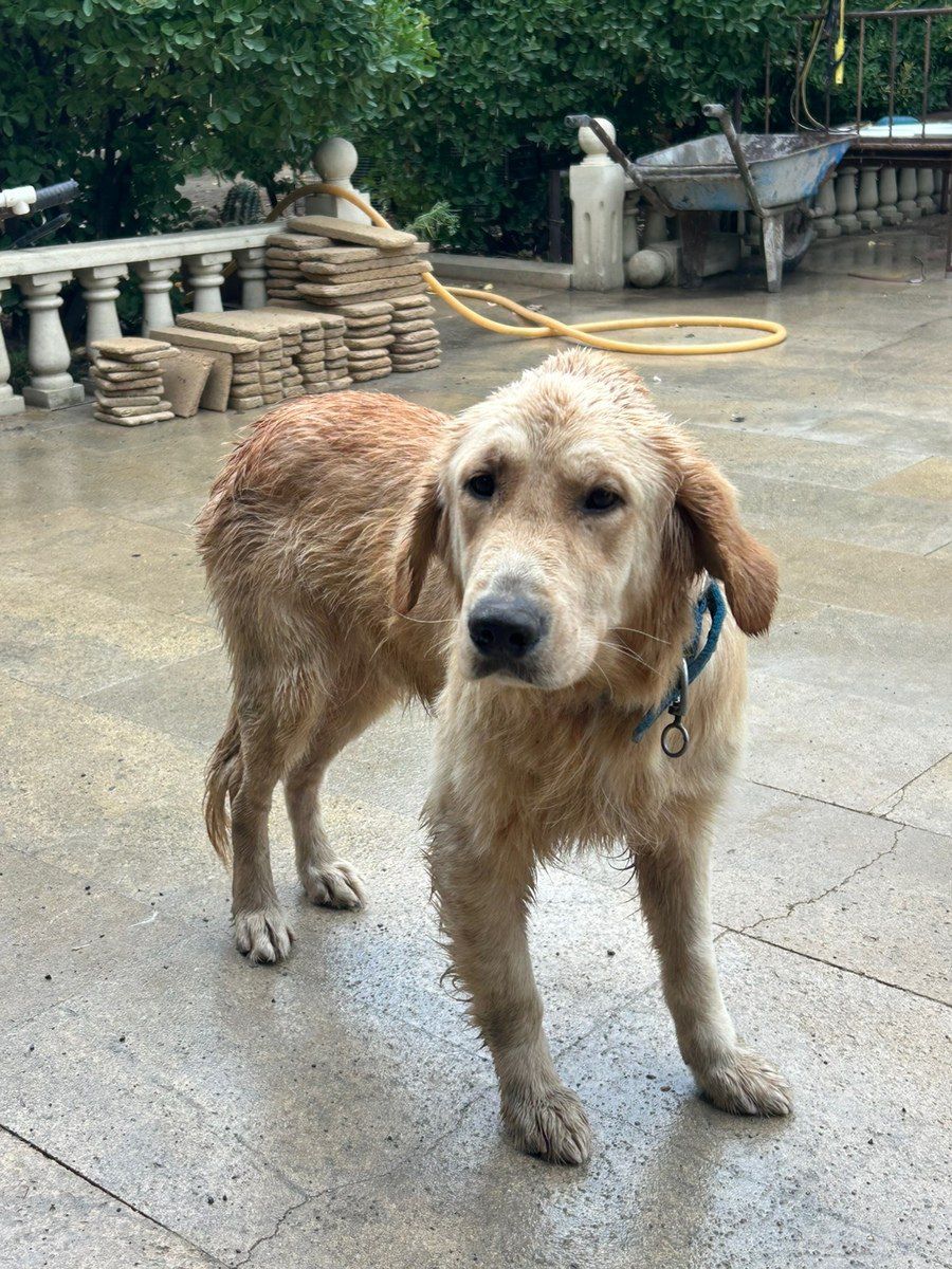 Labrador Retriver balası — Köpəklər, Bakı (5)
