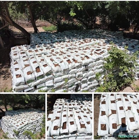 Kakabitlər, Bitkilər üçün — Bakı