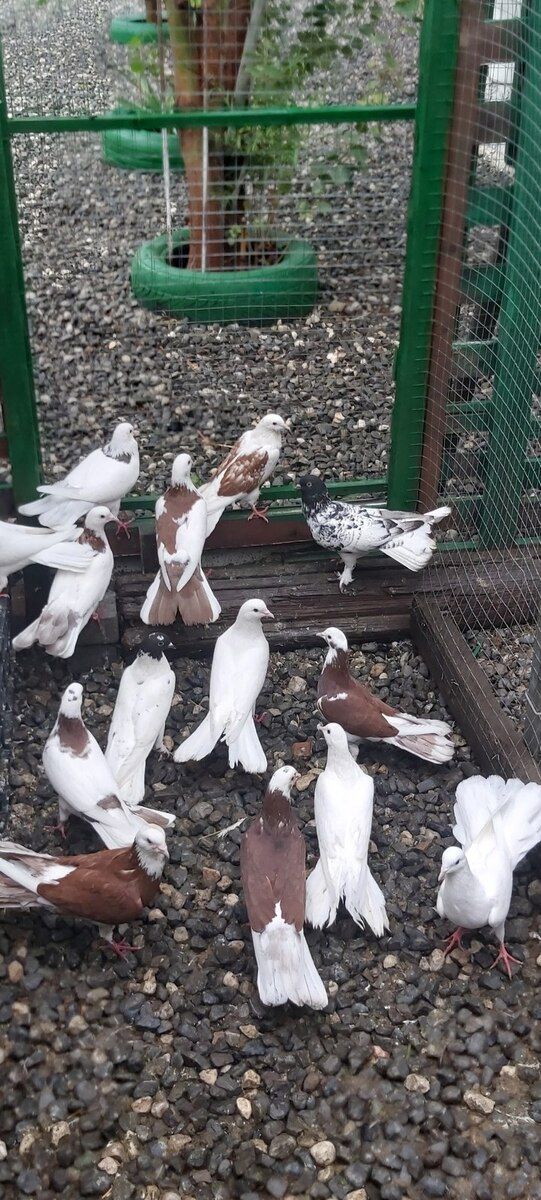 Göyərçinlər — Quşlar, Bakı (2)