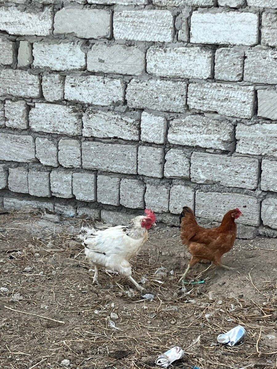 Yaponka xoruzu və toyuqları — Quşlar, Bakı (2)