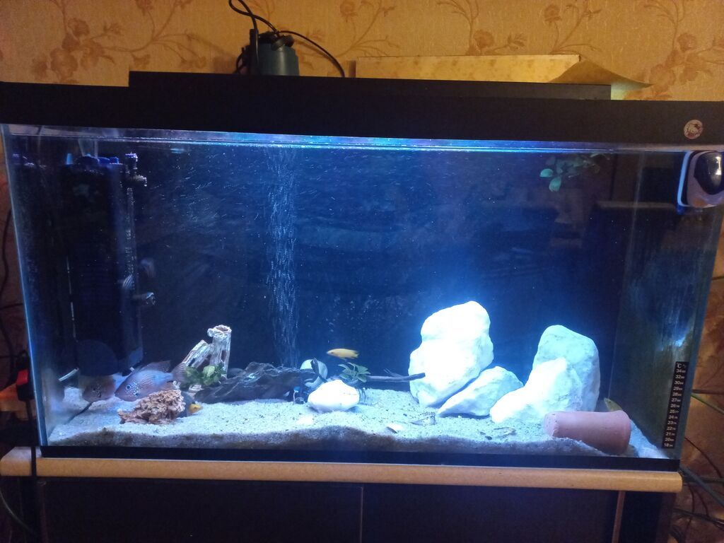 Akvarium-şkaf, Balıqlarla birlikdə, 230 l — Akvariumlar və balıqlar, Bakı (4)