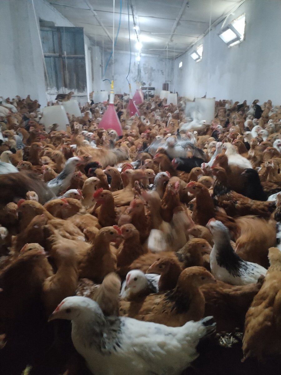 Cücələr — Quşlar, Siyəzən (3)