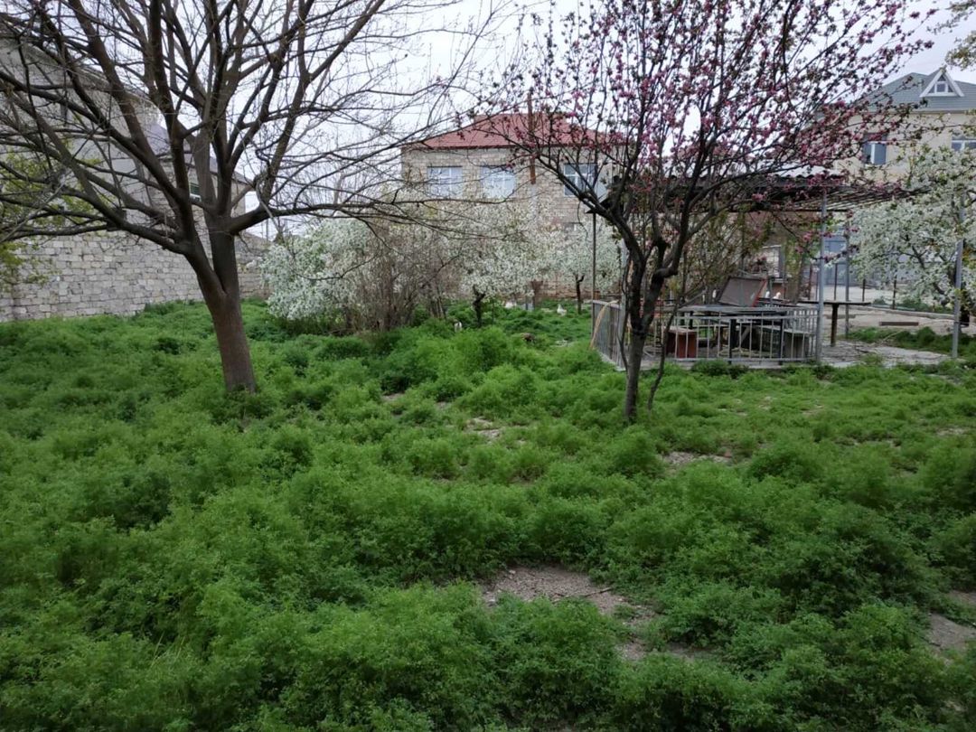 Satılır torpaq 30 sot — Torpaq, Bakı (2)