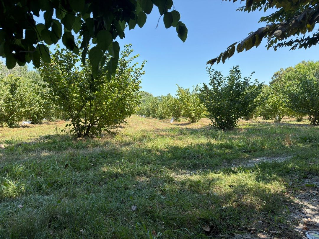 156 sot torpaq sahəsi, Xaçmaz r — Torpaq, Xaçmaz (8)