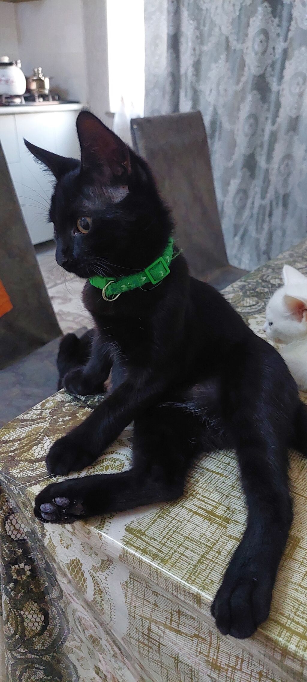 Tabbi, Yaxşı əllərə — Pişiklər, Xırdalan (2)