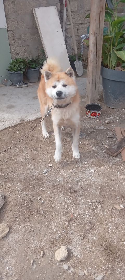 Akita-inu, 2 il, Erkək, Peyvəndli, Ünvandan götürmə — Digah