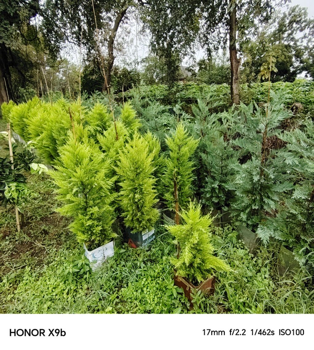 Thuja (Qızıl şam, leylandi tipli dekorativ iynəyarpaq) fidanları — Bitkilər, Astara (2)