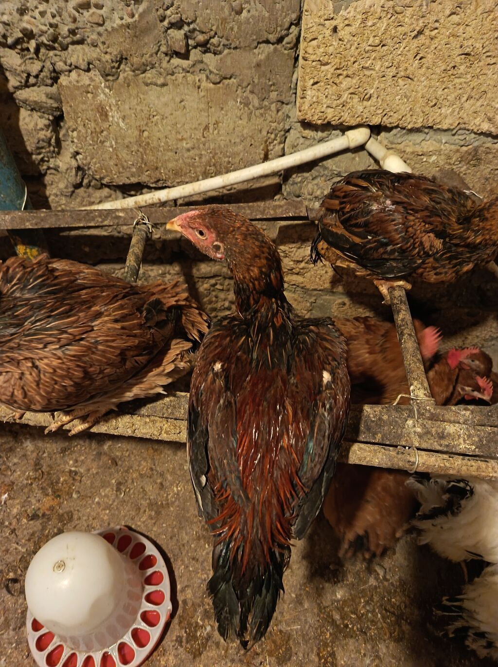 Toyuq cücələri, Damazlıq — Toyuq və xoruz, Mingəçevir (3)