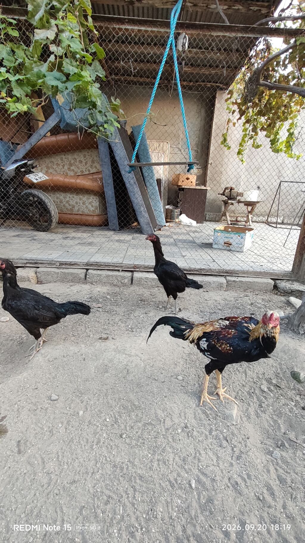 Idial qan bece ve fereler.2 dene 11 ayliq becedi.5 dene 11 ayliq — Toyuq və xoruz, Saray (9)