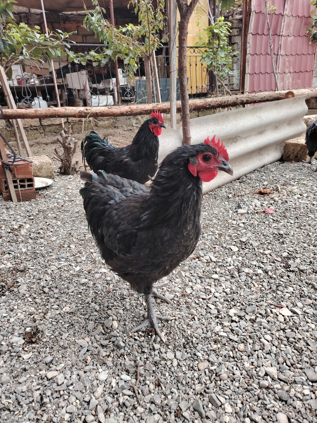 Austrolop xoruzları satışda var 5 aylıqlar — Digərləri, Bakı (4)