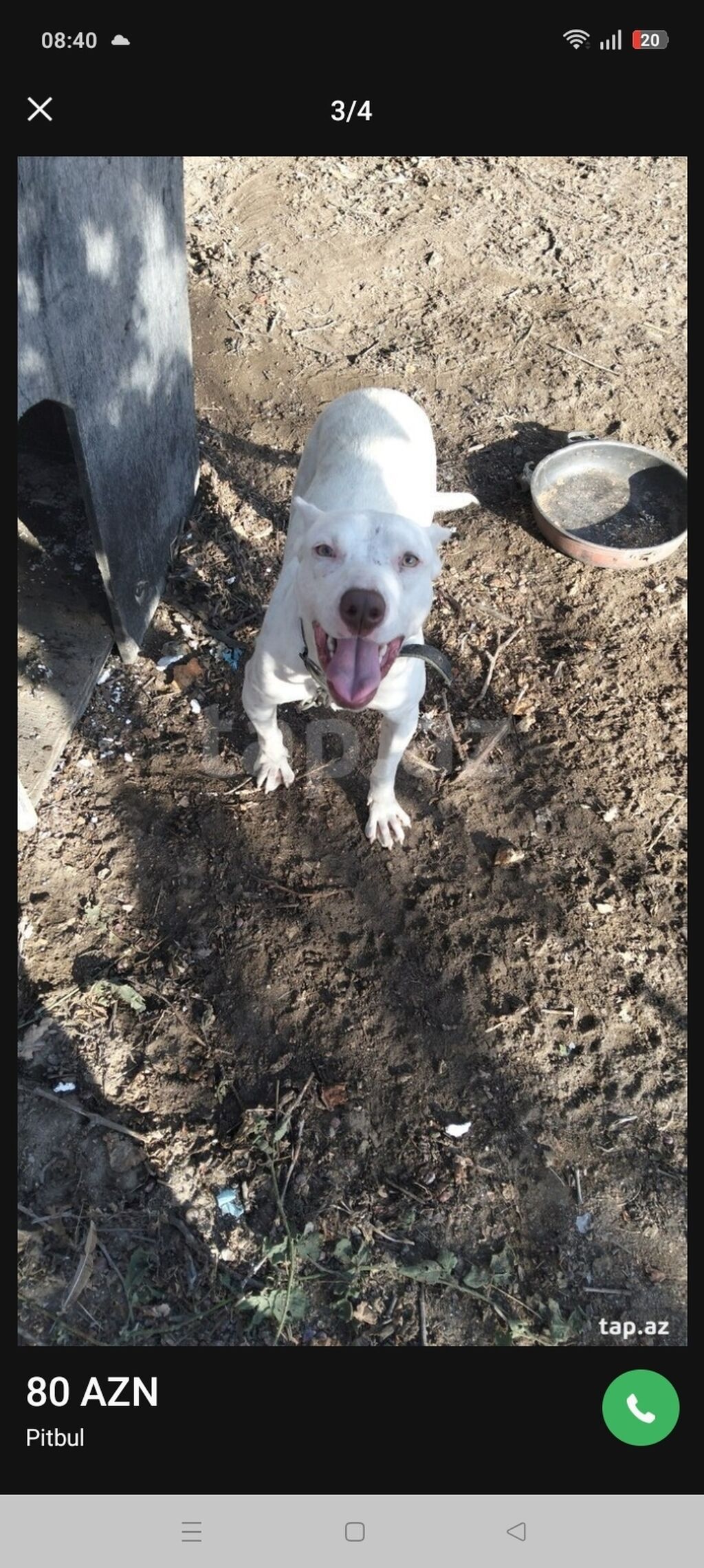 Pitbul, 1 il, Dişi, Peyvəndli — Köpəklər, Digah